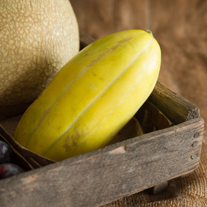 Sun Jewel Melon