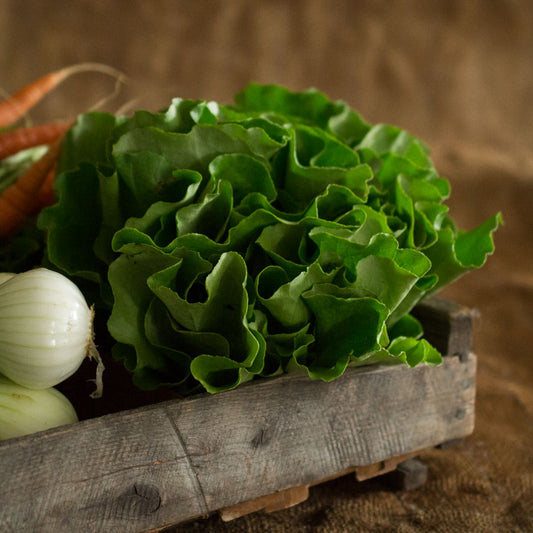 Butter Lettuce