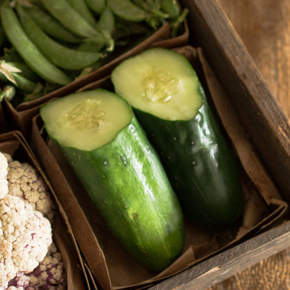 Field Cucumber