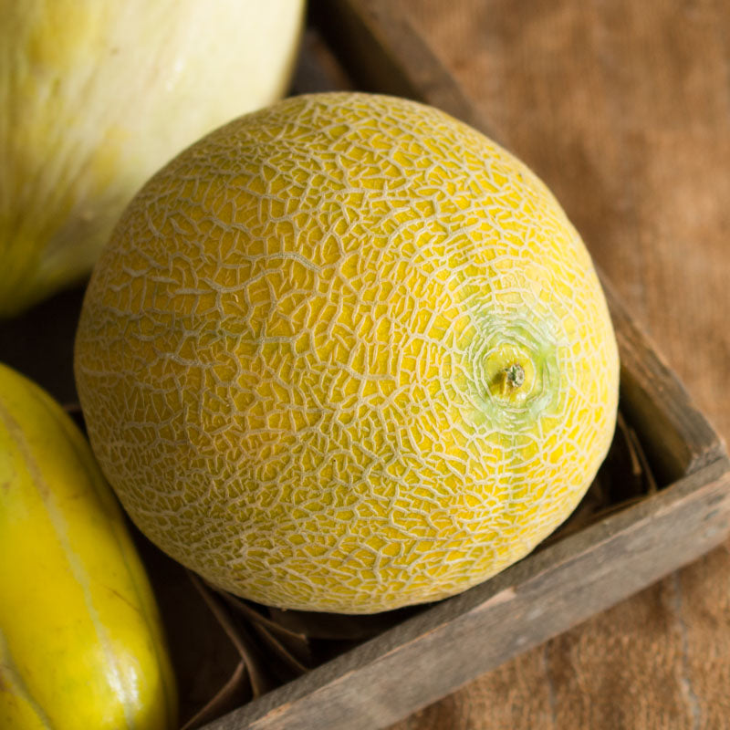 Galia Honeydew Melon