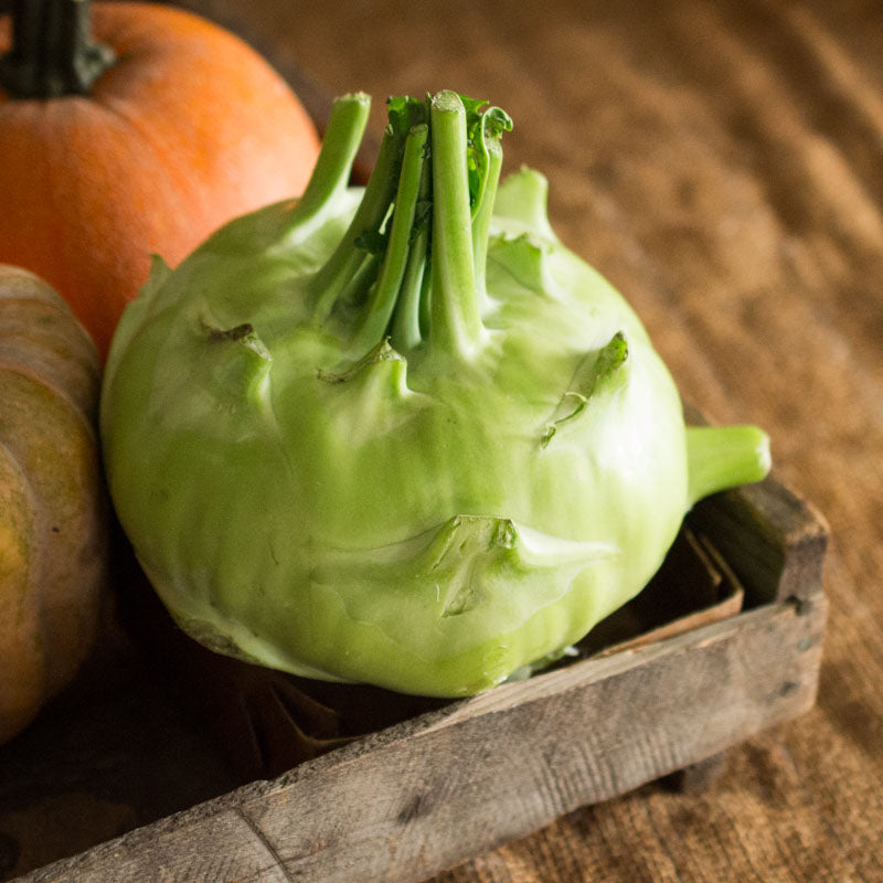 Winter Kohlrabi