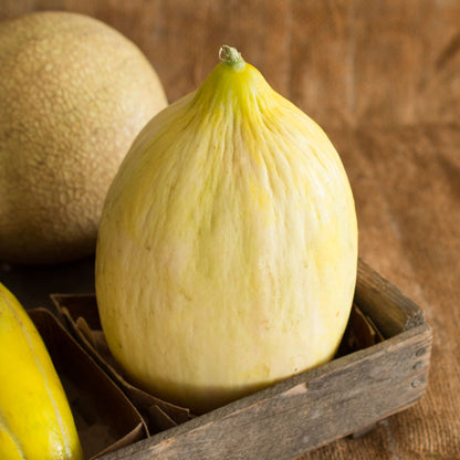 Lilly Melon