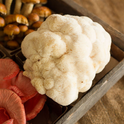 Lion's Mane Mushrooms