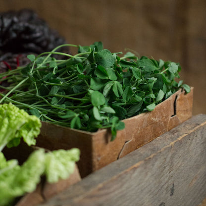 Peashoot Microgreens