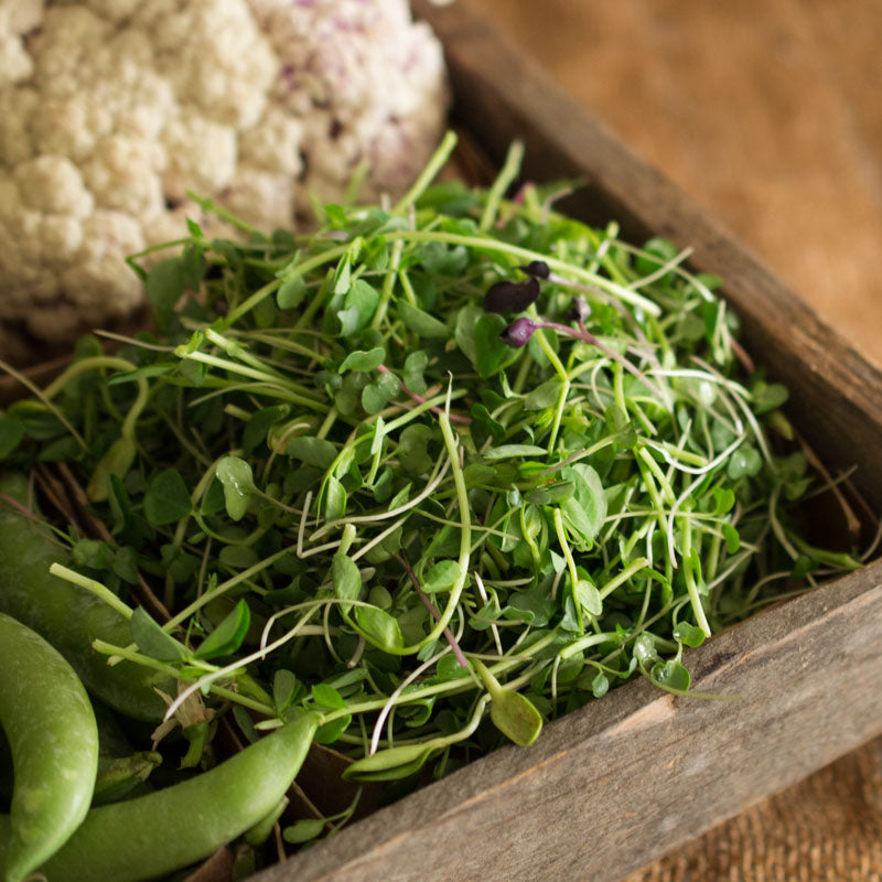 Vitality Mix Microgreens