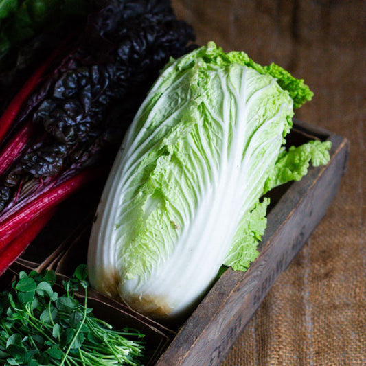 Napa Cabbage