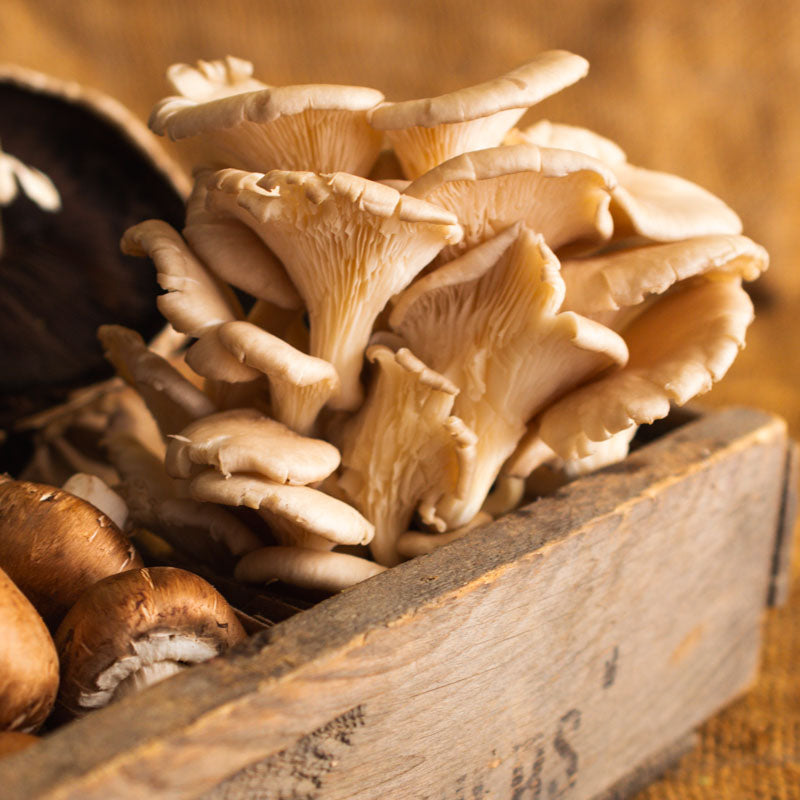 Pearl Oyster Mushrooms