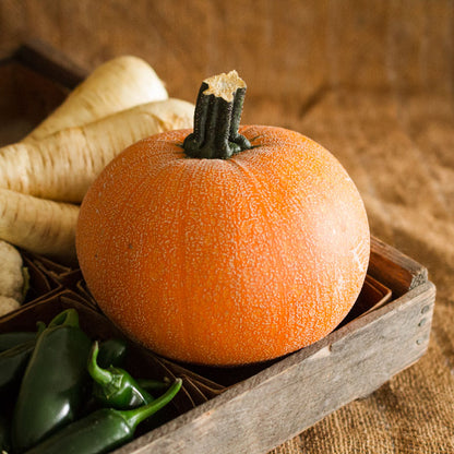 Pie Pumpkin