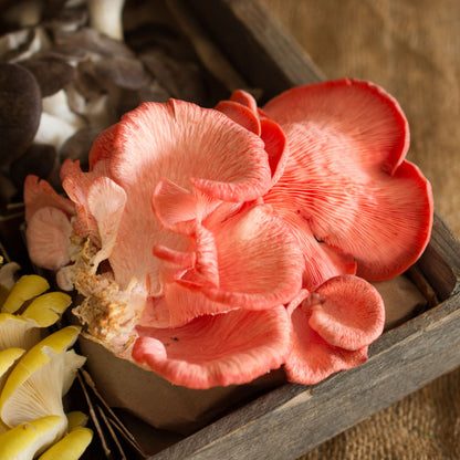 Pink Oyster Mushrooms