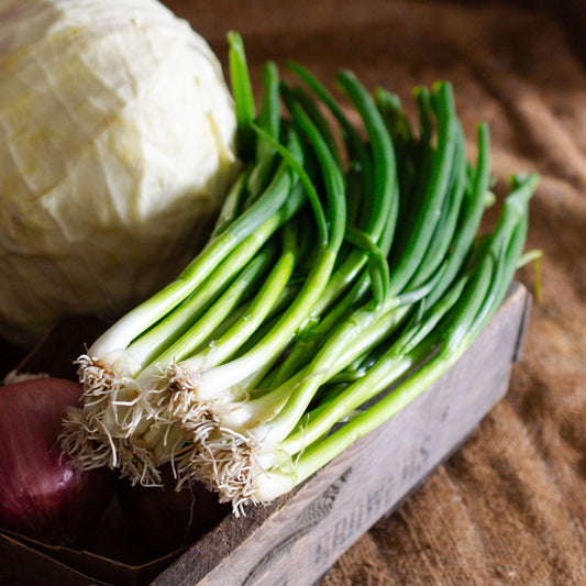 Scallions