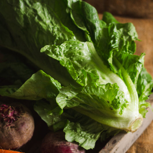 Romaine Lettuce