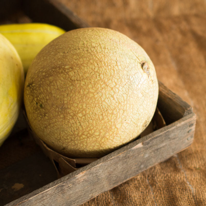 Sarah's Choice Cantaloupe