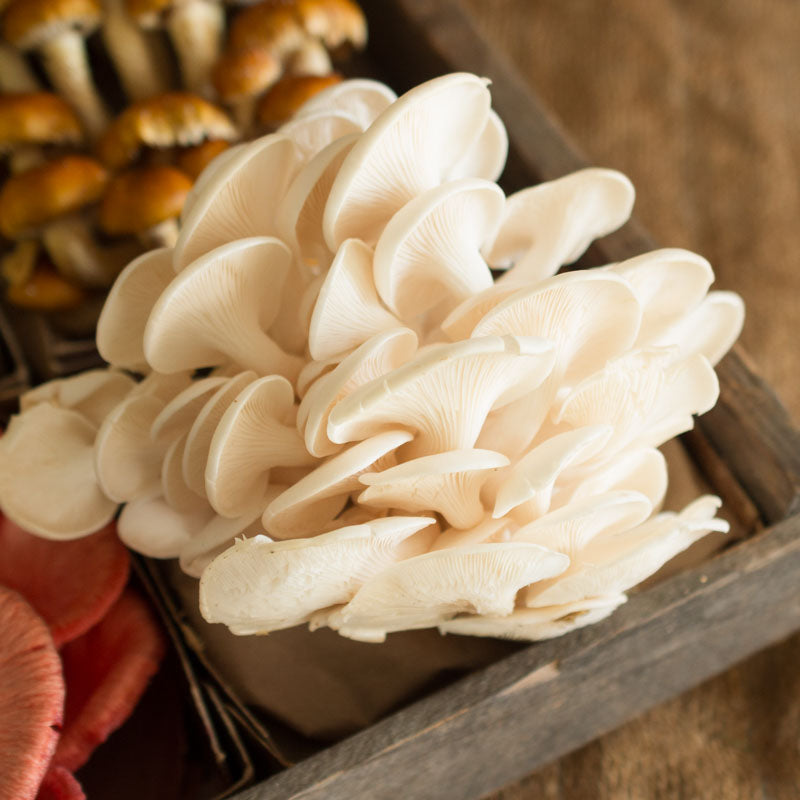 Tree Oyster Mushrooms