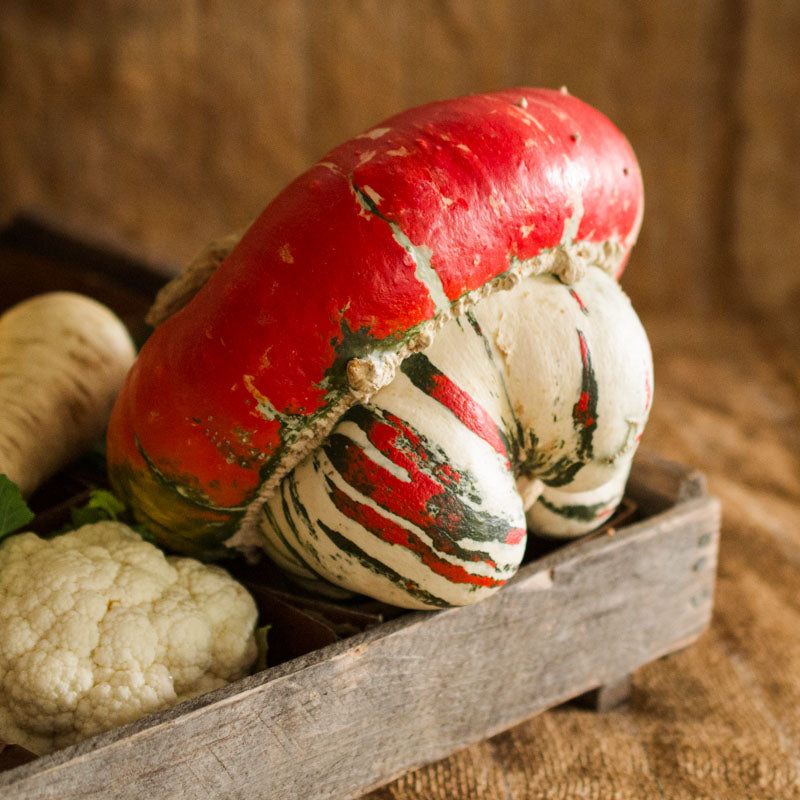 Turban Squash
