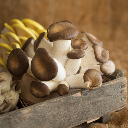 Velvet King Mushrooms