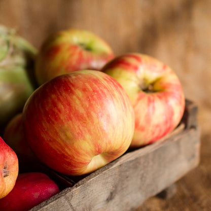 Honey Crisp Apples