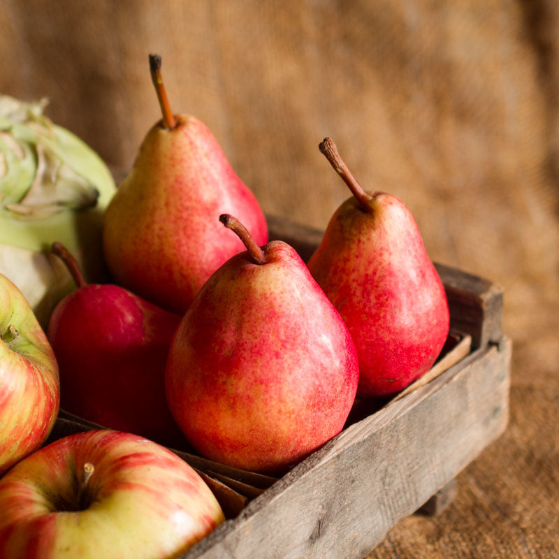 Red Anjou Pears