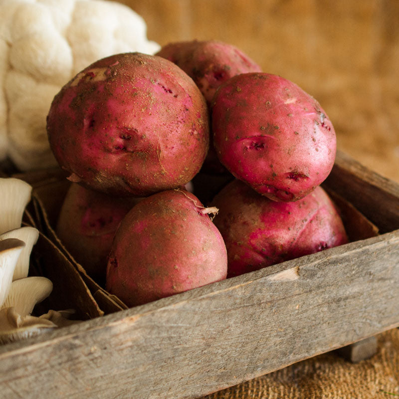 Red Chieftain Potatoes