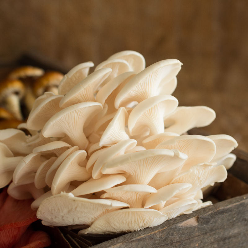 Tree Oyster Mushrooms