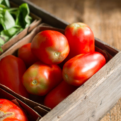 Roma Tomatoes