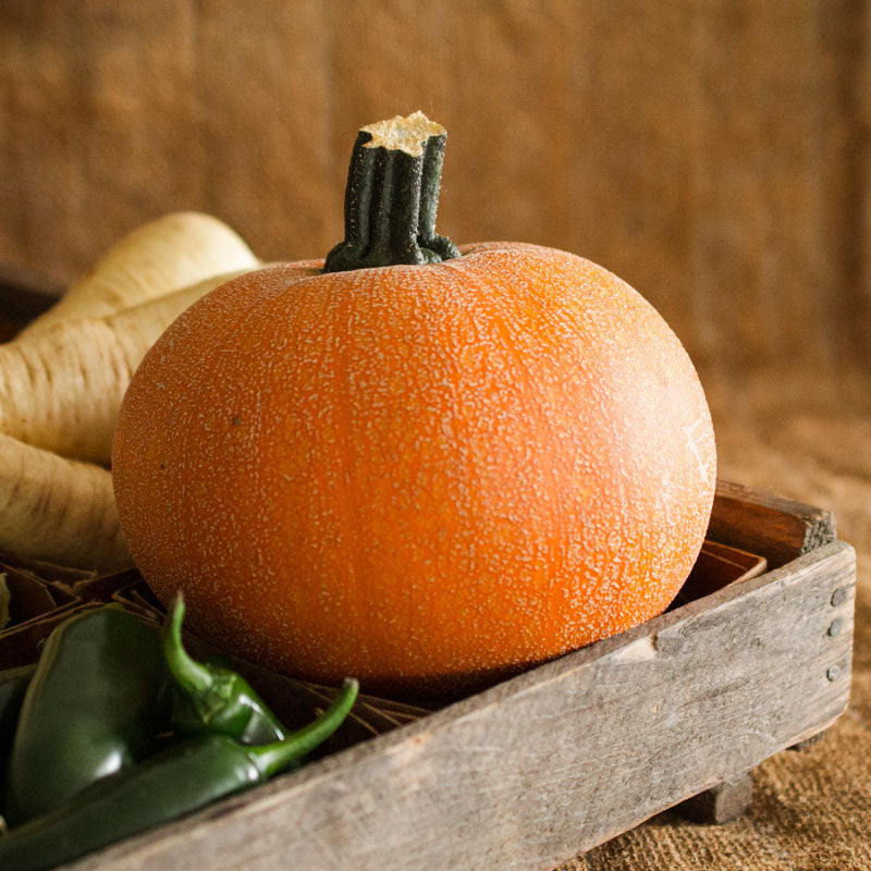Pie Pumpkin