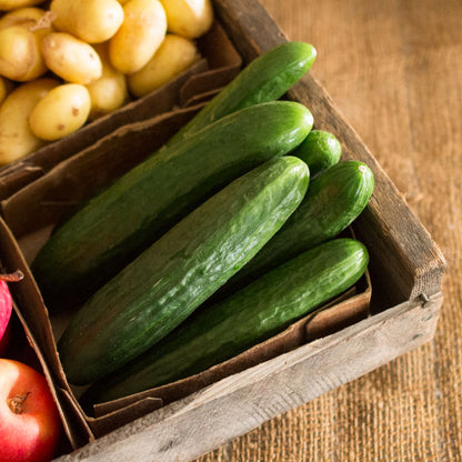 Mini Cucumbers