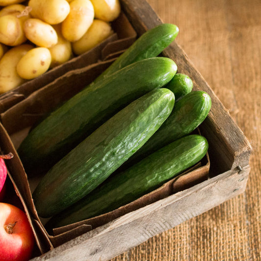 Mini Cucumbers