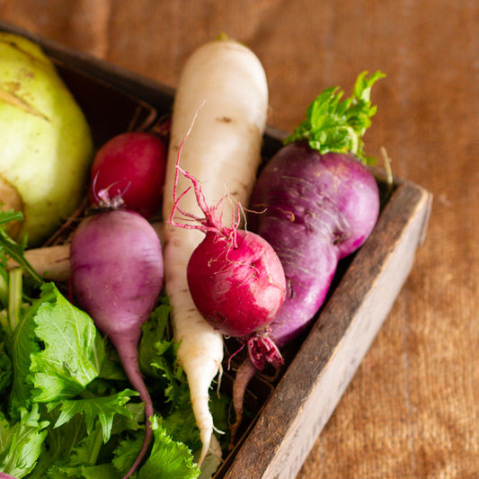 Winter Radishes