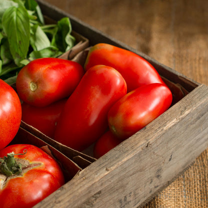 Roma Tomatoes