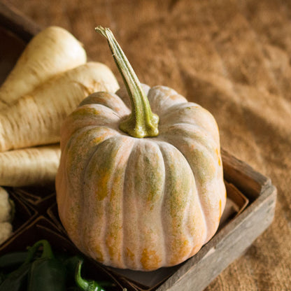 Autumn Frost Squash