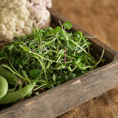 Vitality Mix Microgreens