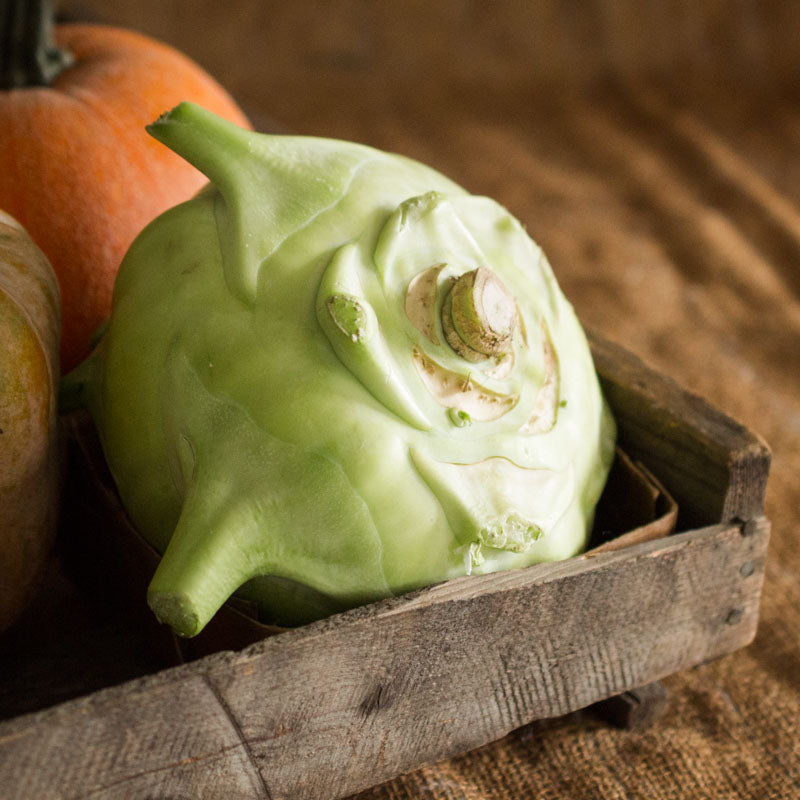 Winter Kohlrabi