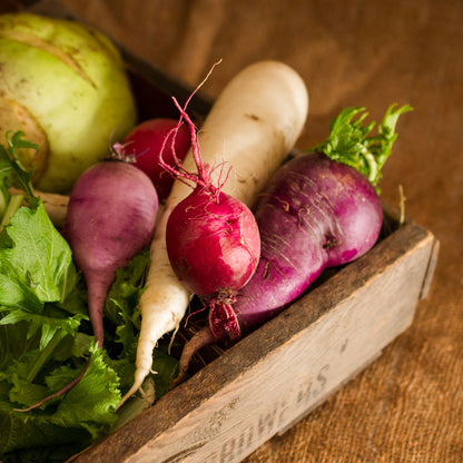 Winter Radishes
