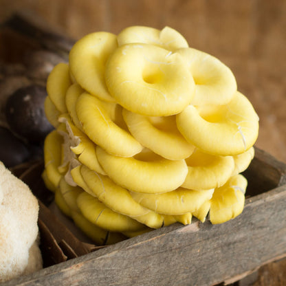 Yellow Oyster Mushrooms