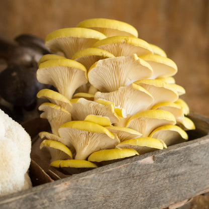 Yellow Oyster Mushrooms